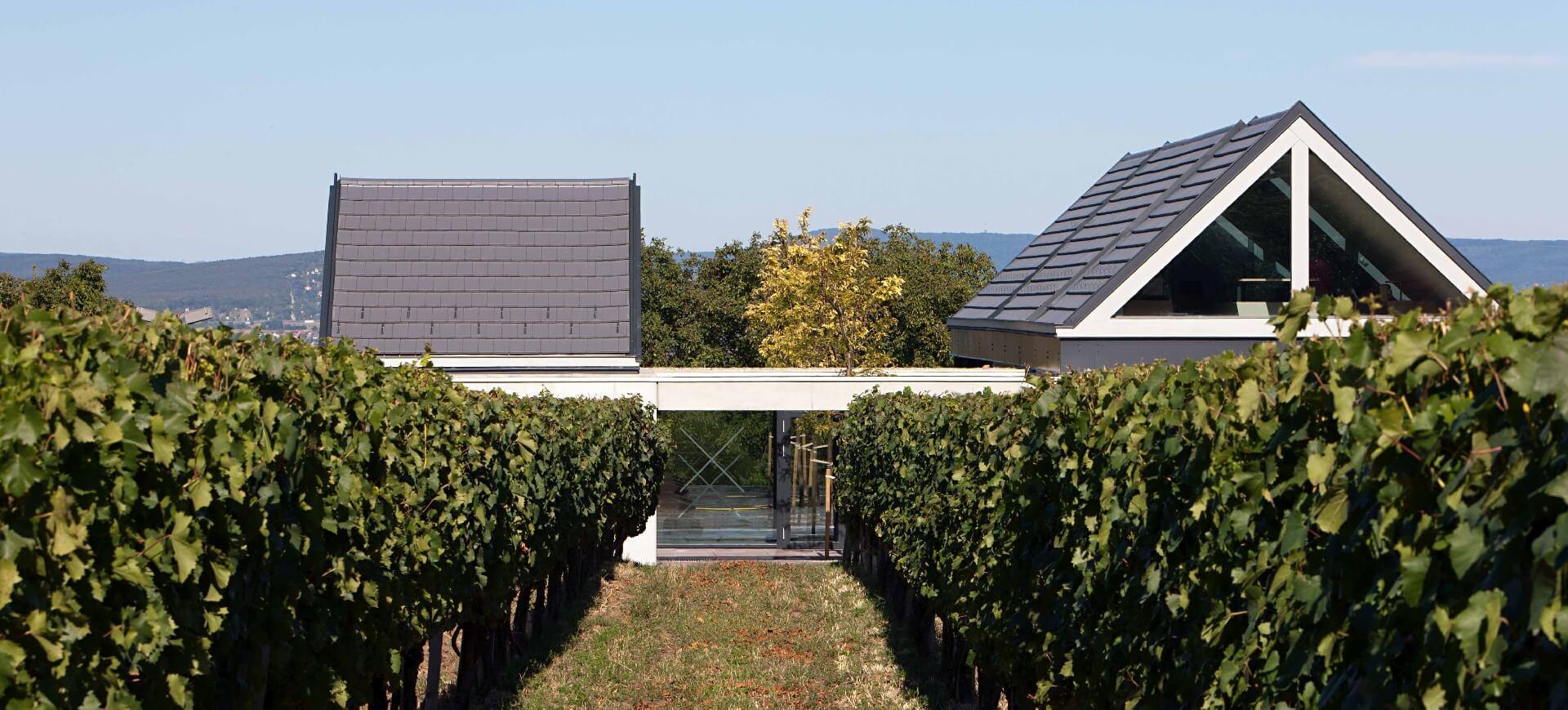 Etyeki Kúria tetői a szőlő felett